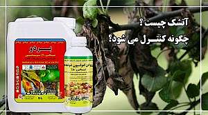 شیماگرو یزد